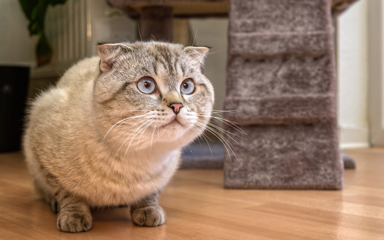 gatto rannicchiato sul pavimento