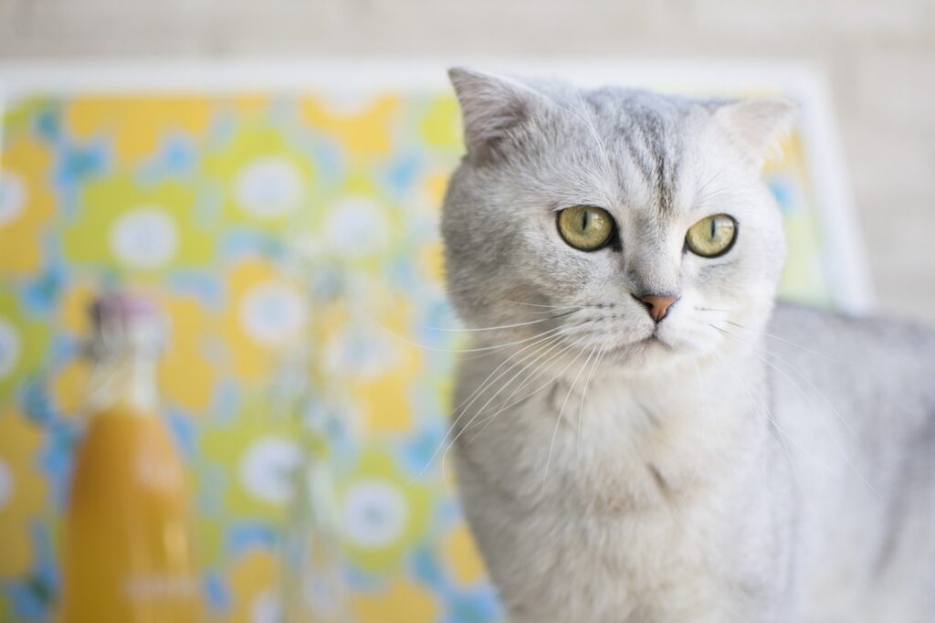 Scottish Fold, carattere e temperamento: cosa sapere su questa razza