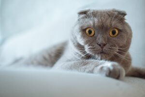 Scottish Fold, le caratteristiche di questa razza di gatto￼