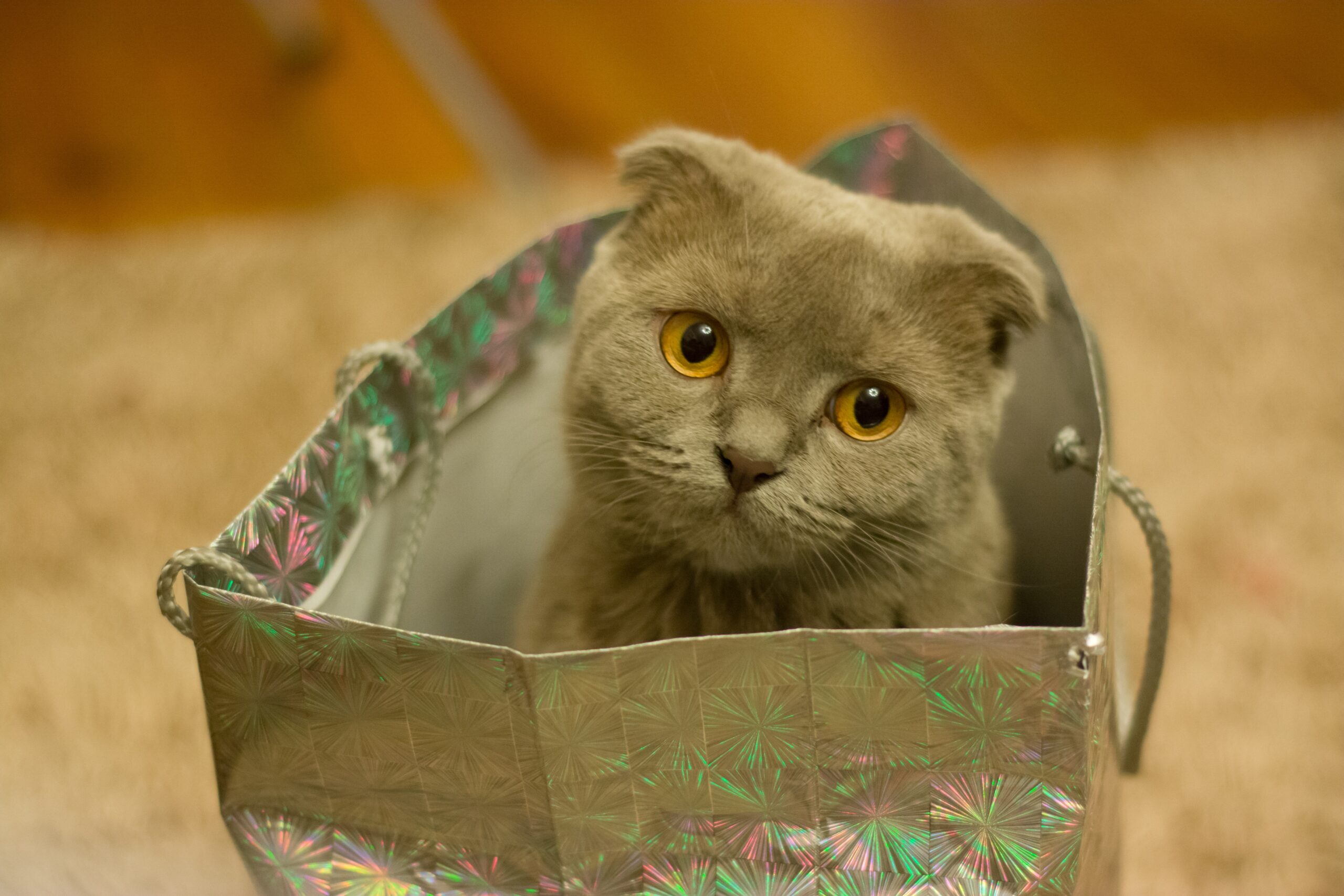 gatto in un sacchetto