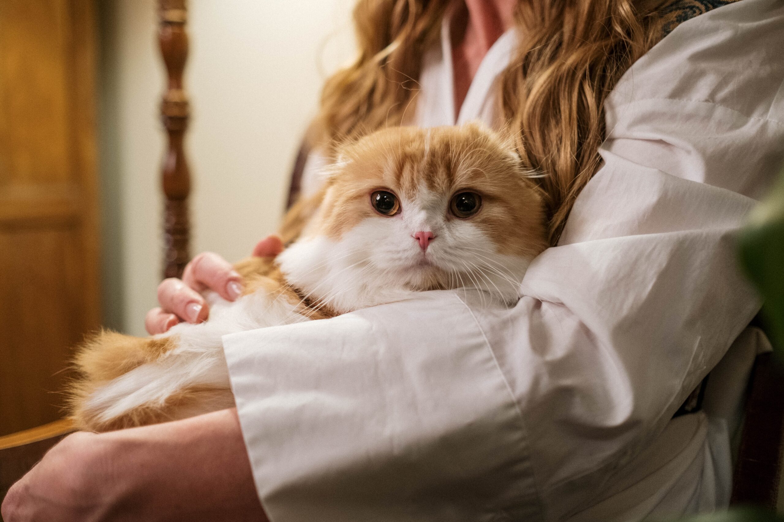 gatto fra le braccia di una donna