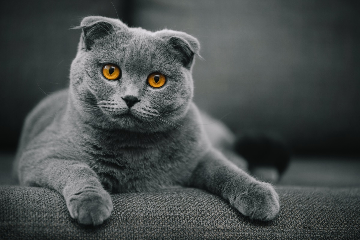 scottish fold grigio