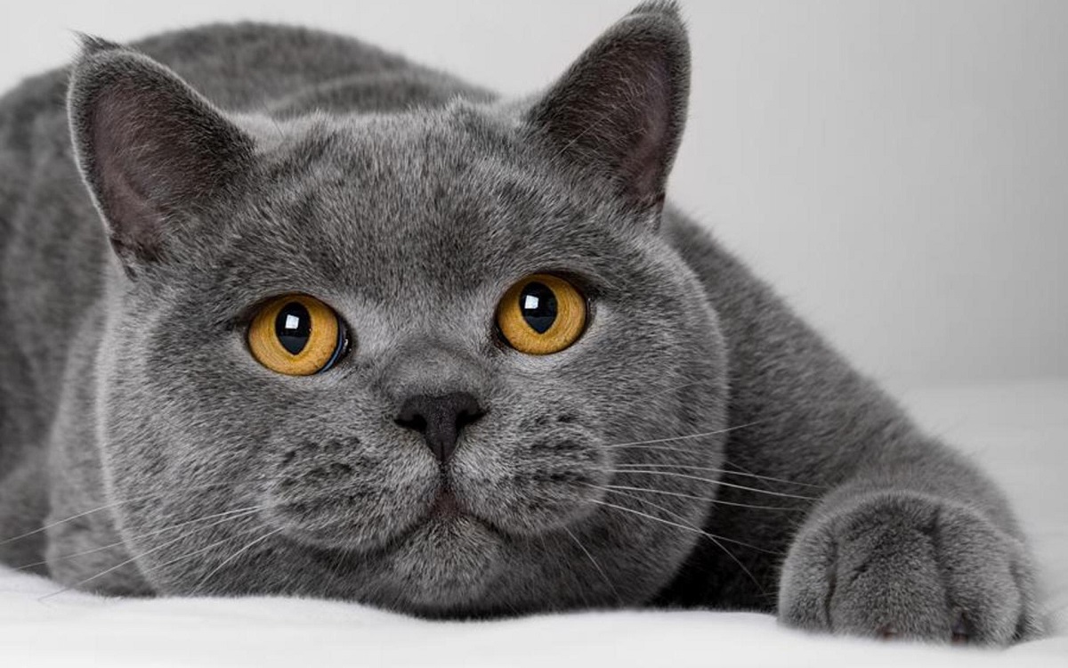 british shorthair grigio