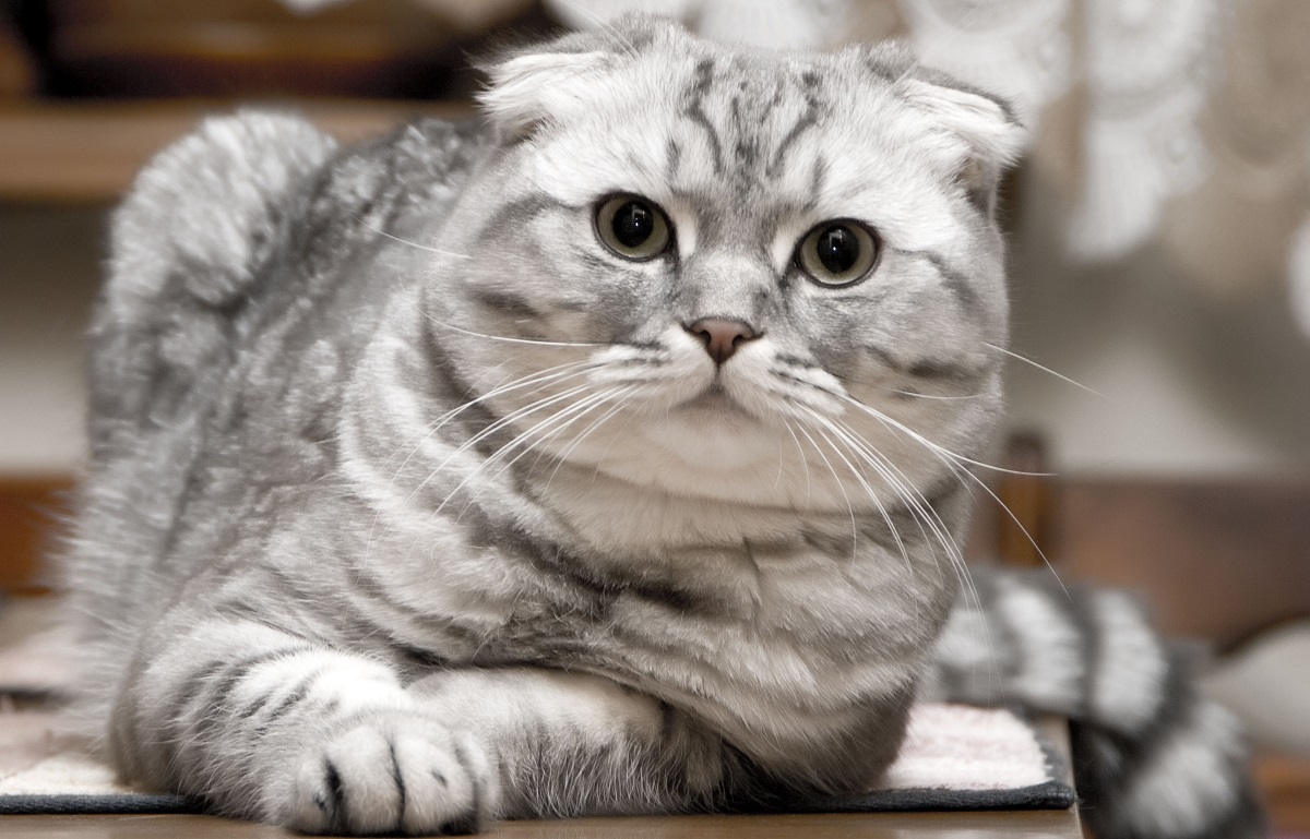 Scottish Fold e British Shorthair: le differenze