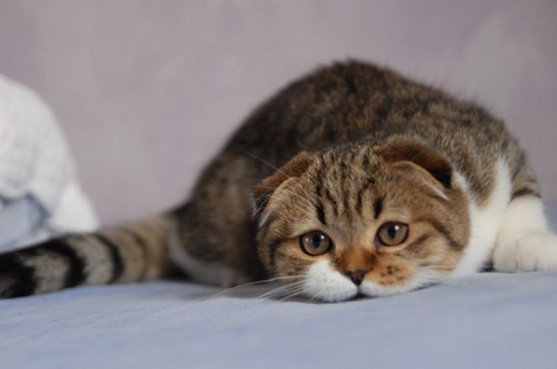 scottish-fold-gatto