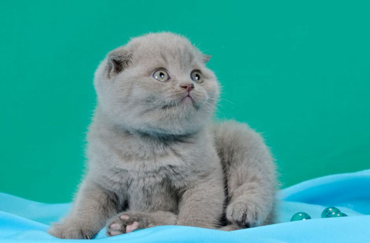 cucciolo-di-scottish-fold