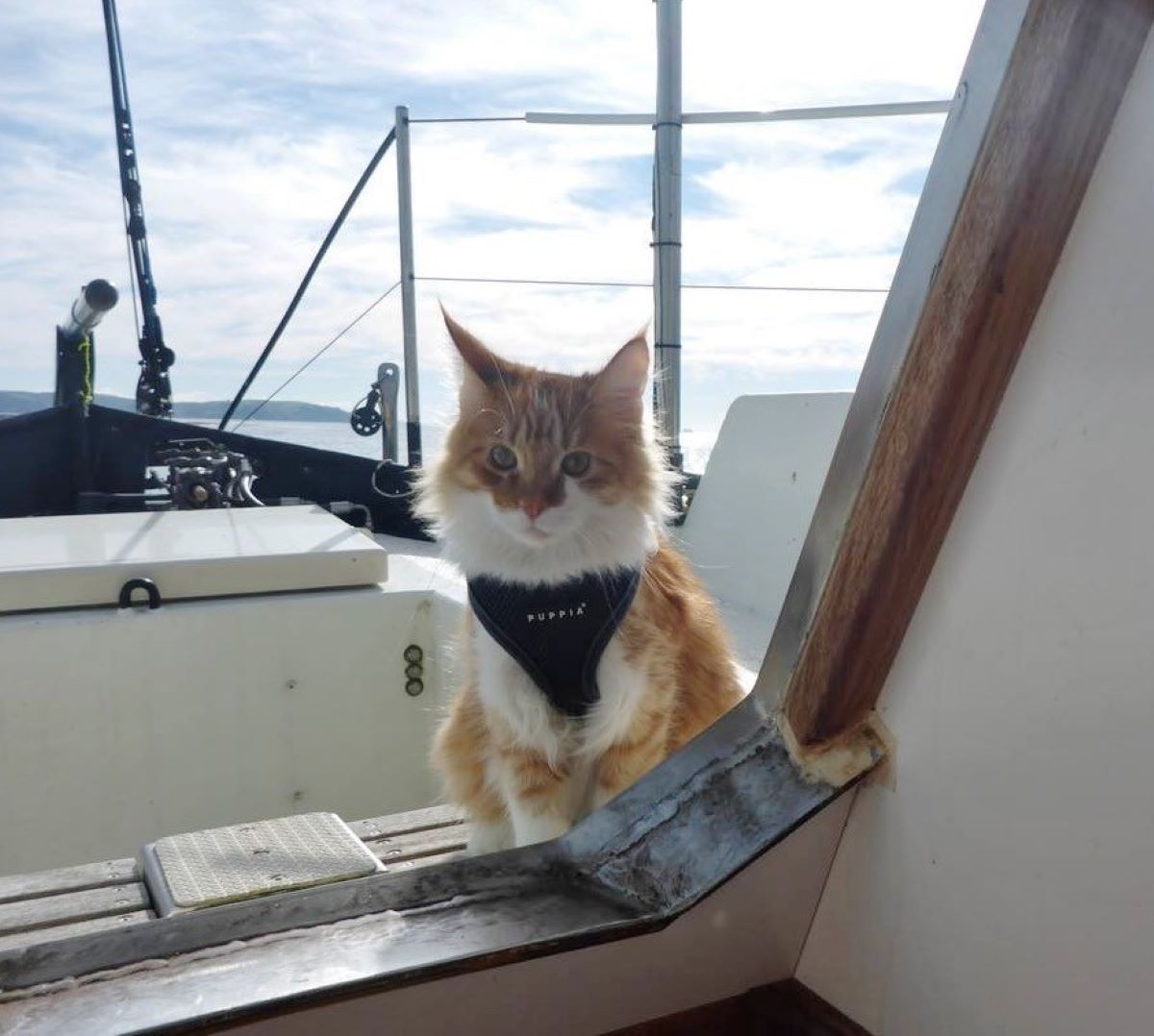 gatto-con-pettorina-in-barca