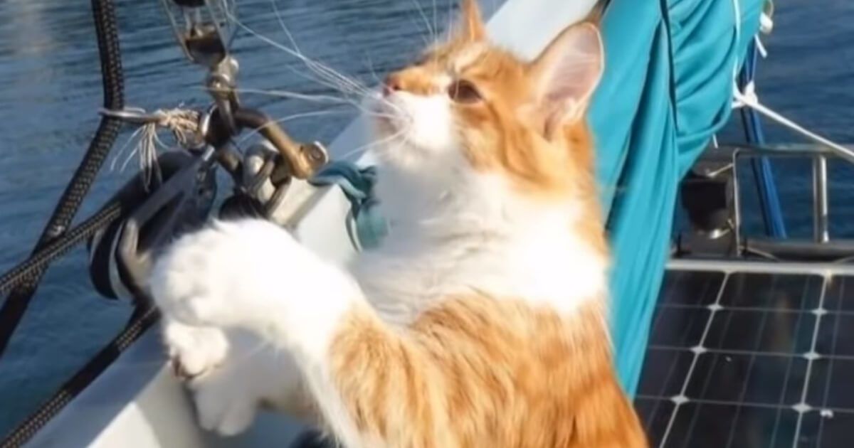 gatto-in-barca