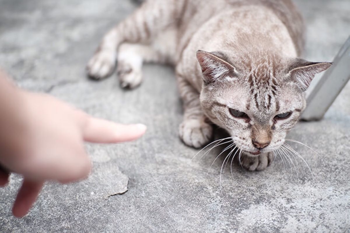 gatto-che-viene-sgridato