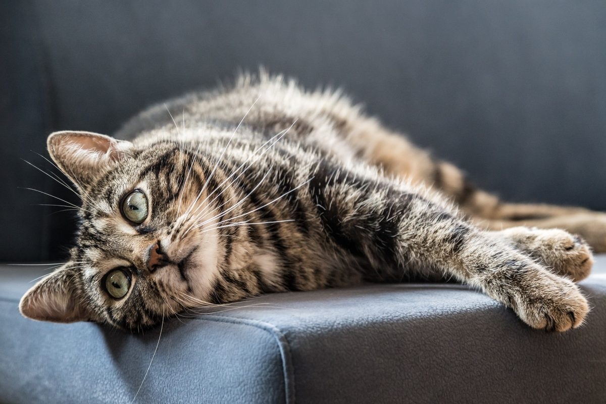 gatto sdraiato sul divano