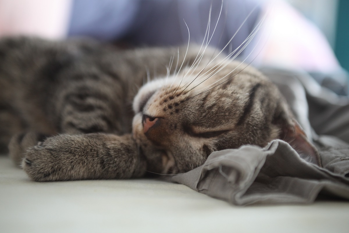 gatto che dorme su coperta