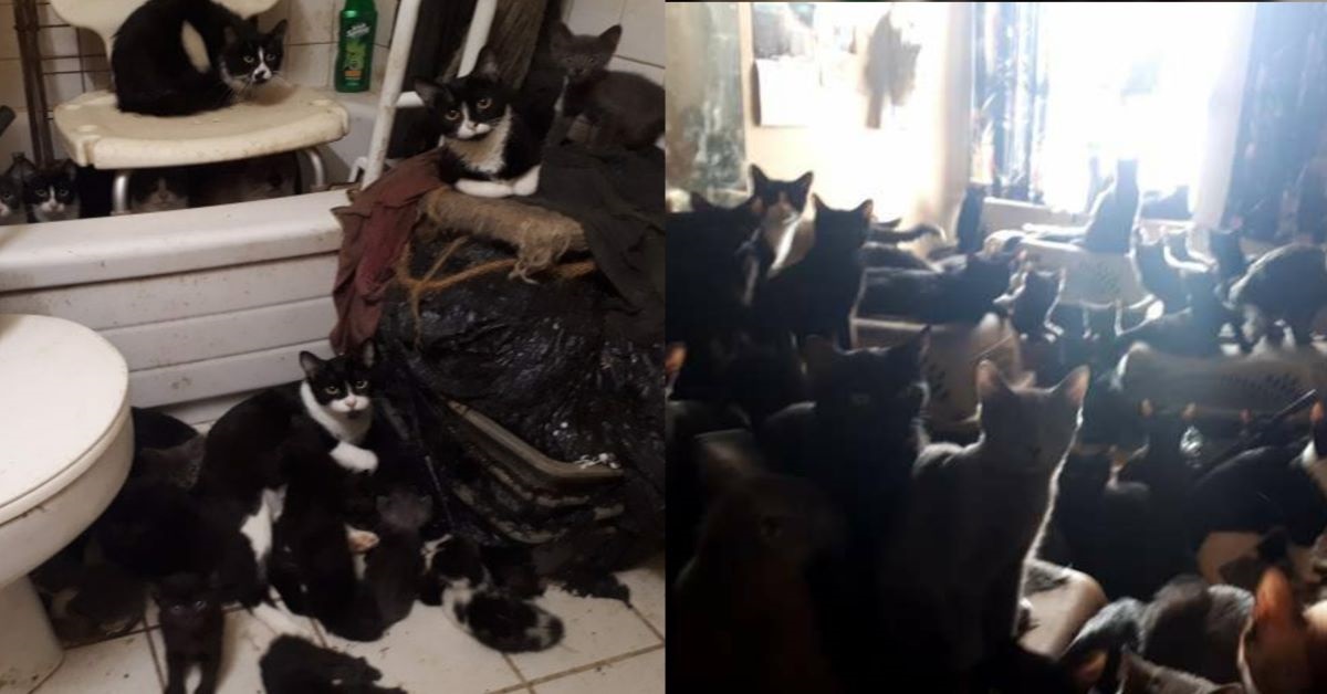 Toronto: 300 gatti trovati in un appartamento