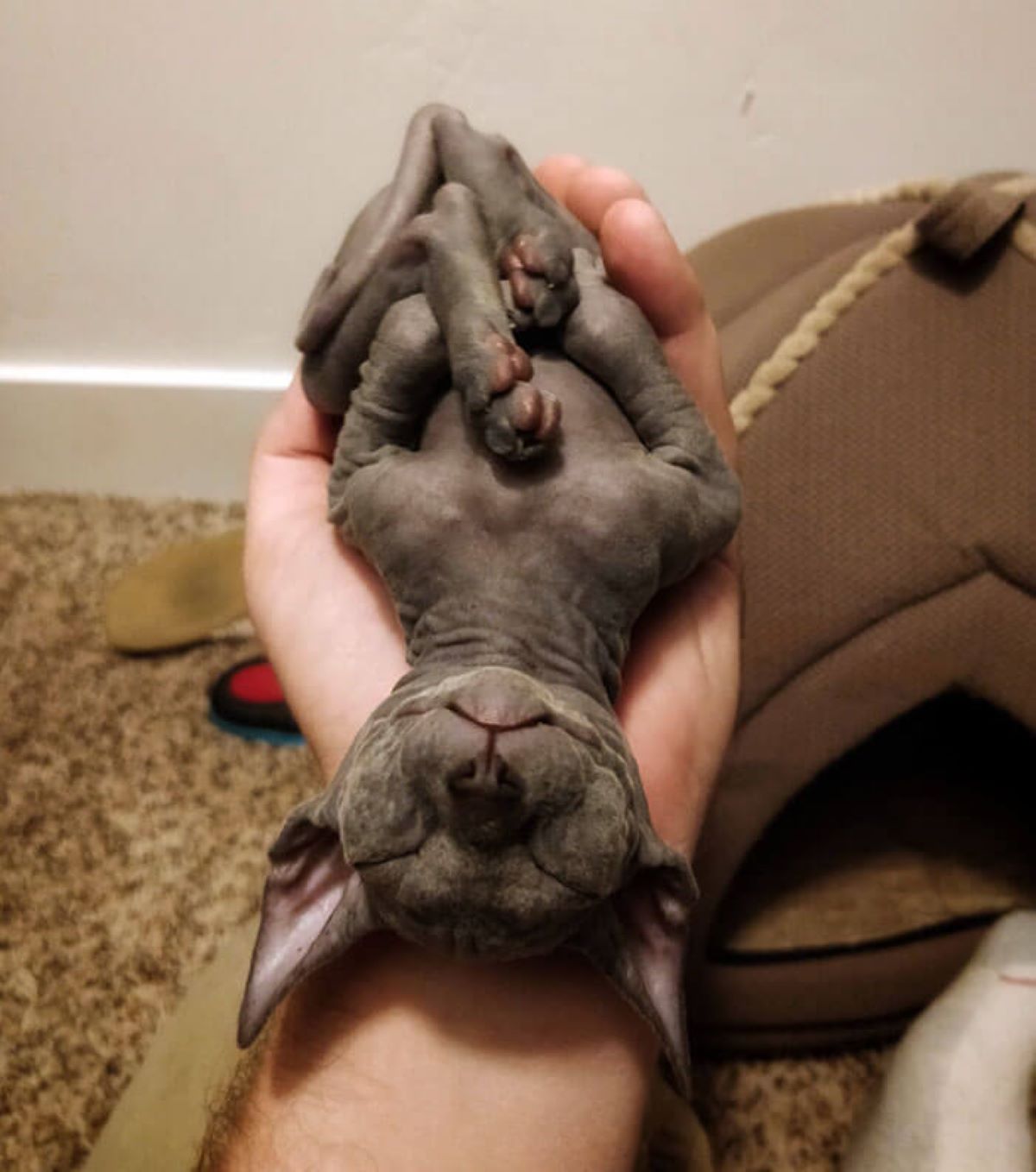 gattino-che-dorme-sulle-mani