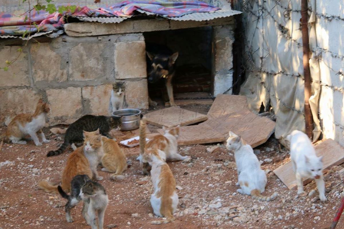 molti-gatti-e-un-cane