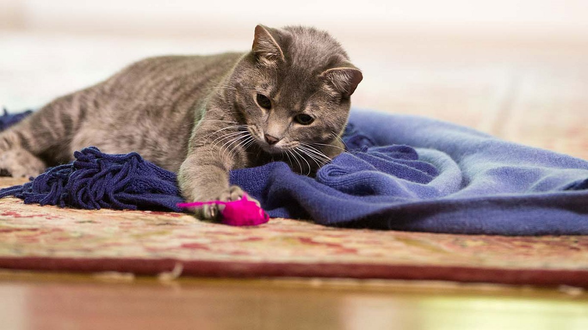 gatto disteso su coperta