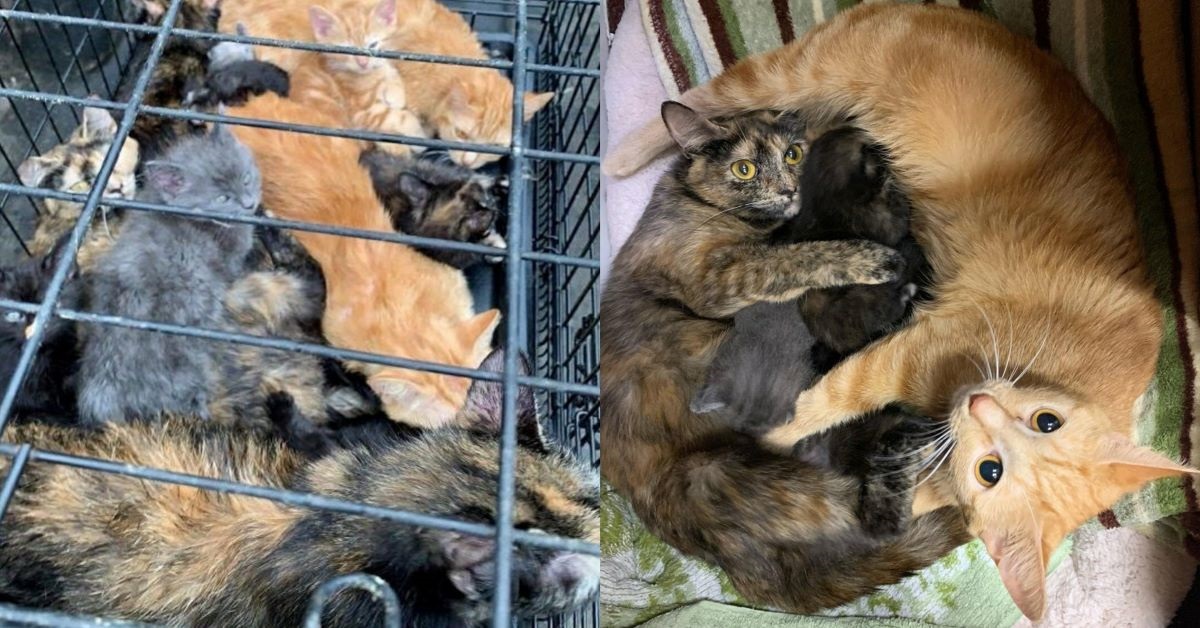 13 gatti trovati in una gabbia si prendono cura l’uno dell’altro