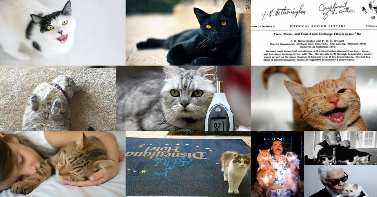 Incontri di gatto e topo