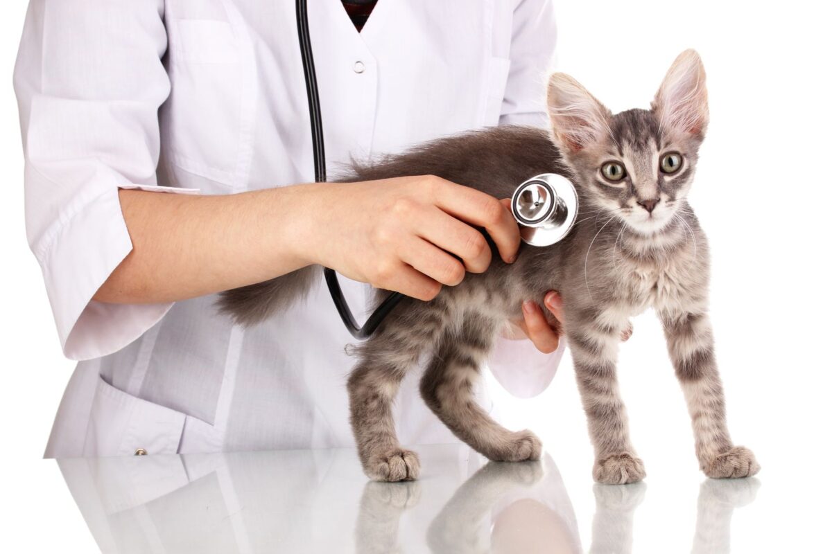 Raffreddore del gatto: sintomi, trattamenti, prevenzione