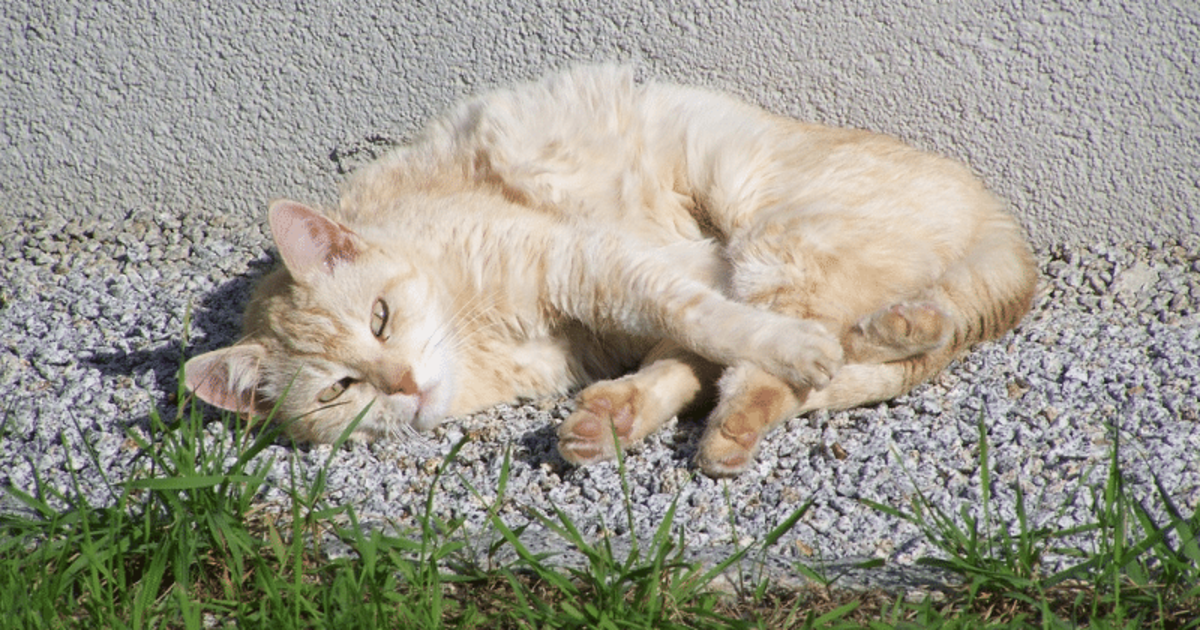 Vitamine per gatti debilitati