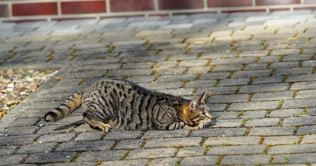 Gatta in calore: quanto dura