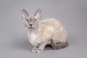 Gatto Devon Rex: immagini e foto