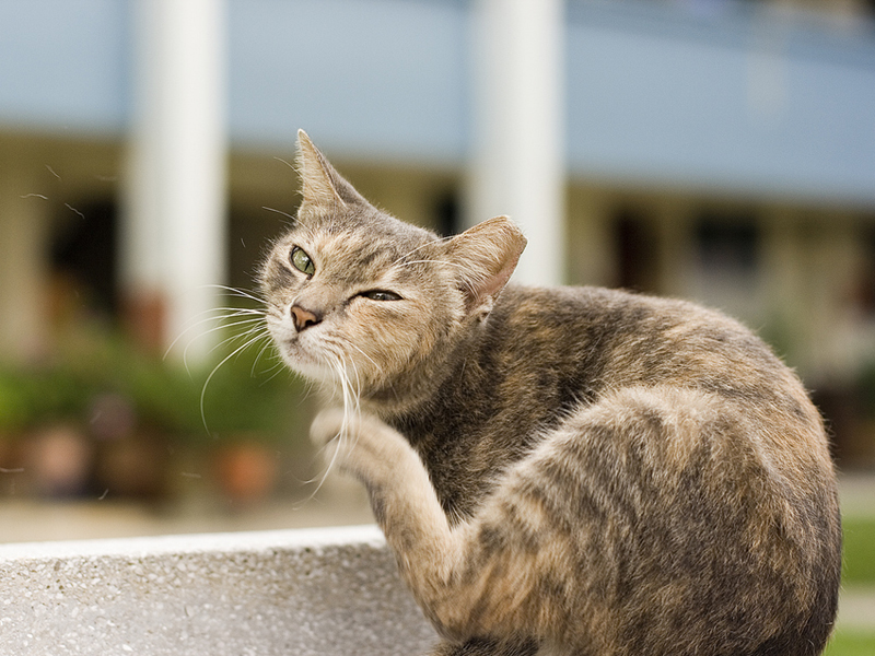 Scabbia nel gatto