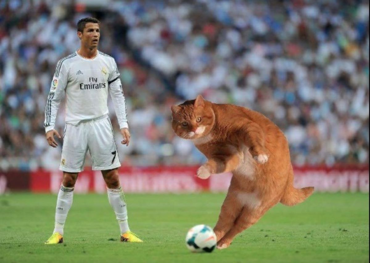 gatto-con-cristiano-ronaldo