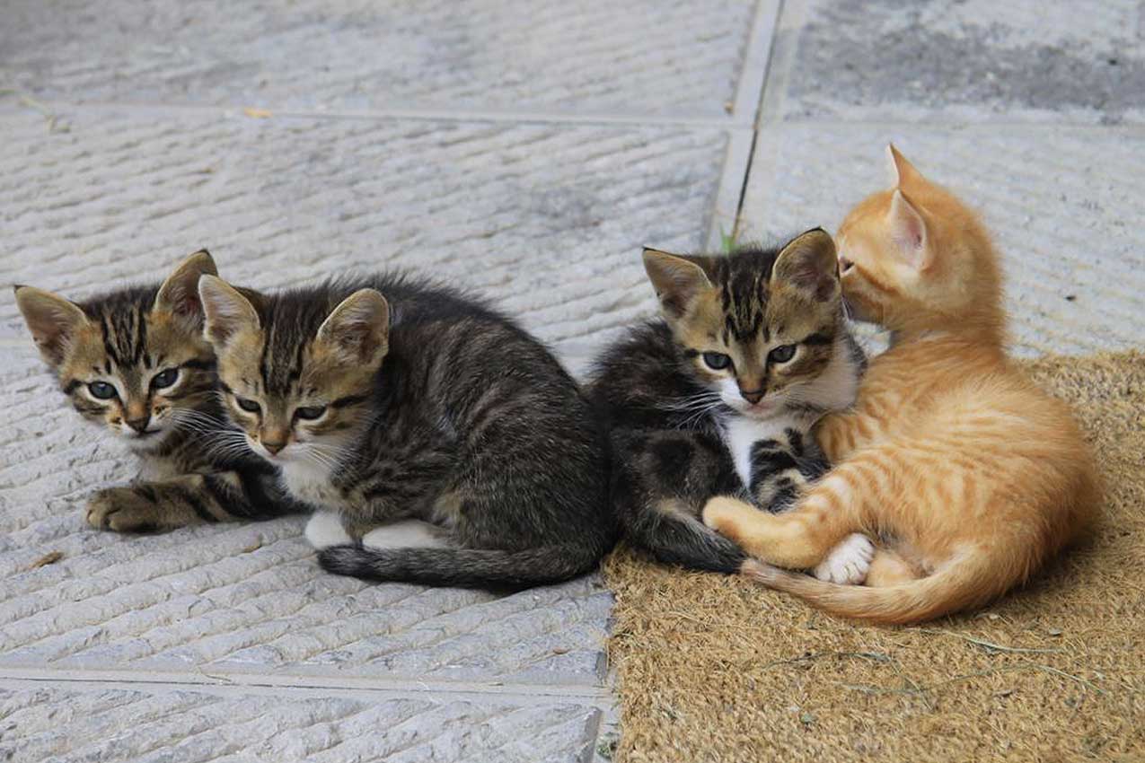 Cuccioli di gatto