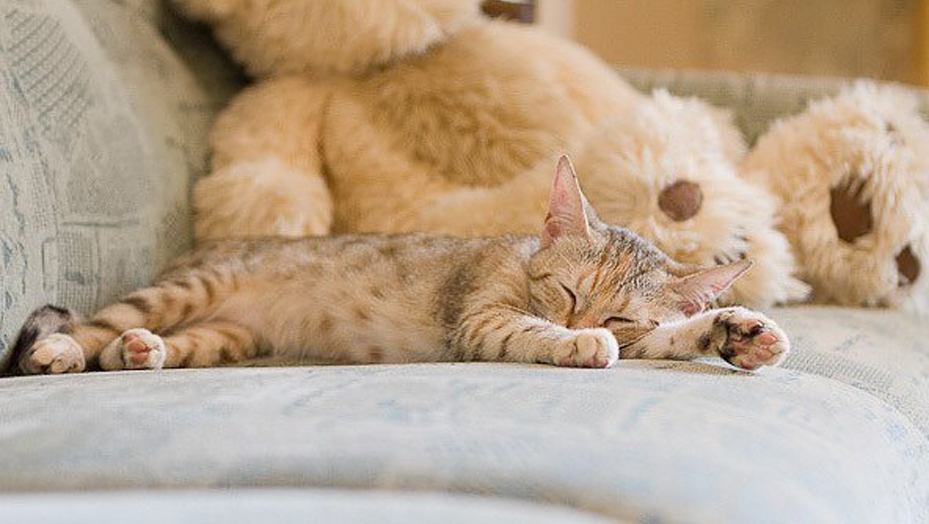 Cucciolo di gatto che dorme