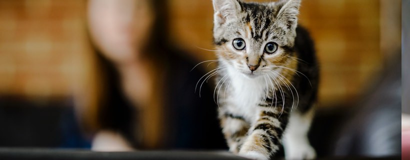 Cucciolo di gatto tigrato