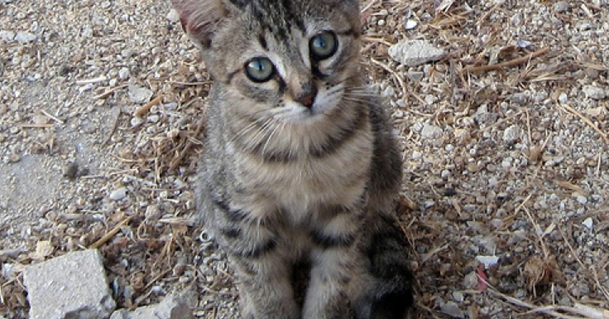 Il gatto che ha fatto una brutta fine per un motivo terribile