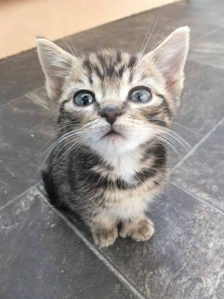 Cucciolo di gatto tigrato