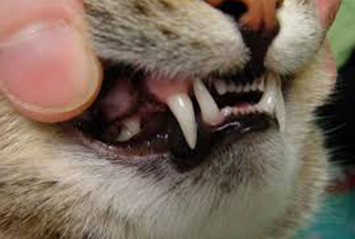 Denti di un gatto