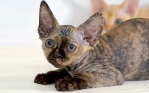 Gatto Devon Rex: immagini e foto