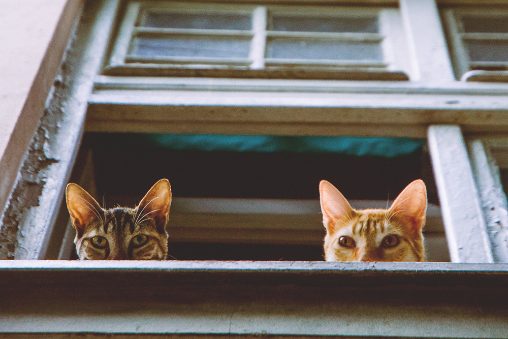 Due gatti affacciati ad una finestra