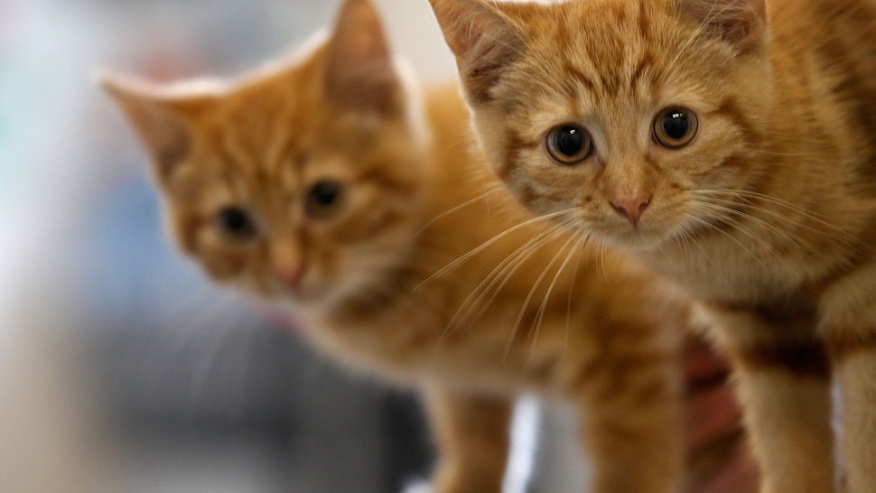 Due gattini rossi