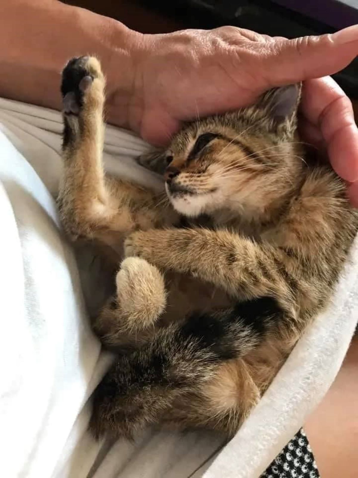 gatto-appallottolato-in-asciugamano