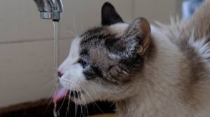 Quale acqua far bere al gatto