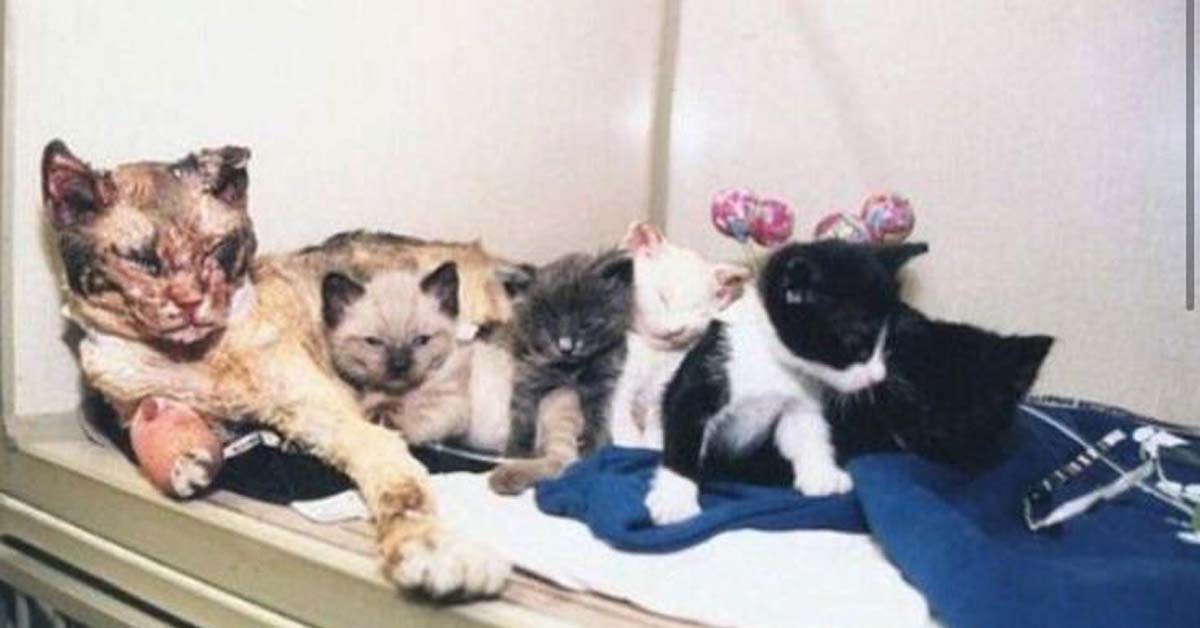 Scarlet, la gatta che si ustionò per salvare i suoi cuccioli da un incendio