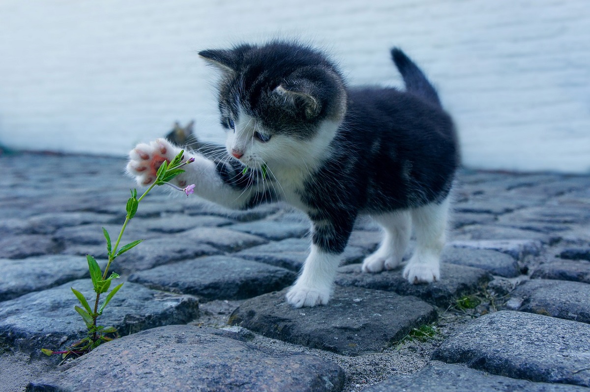 gattino afferra fiore