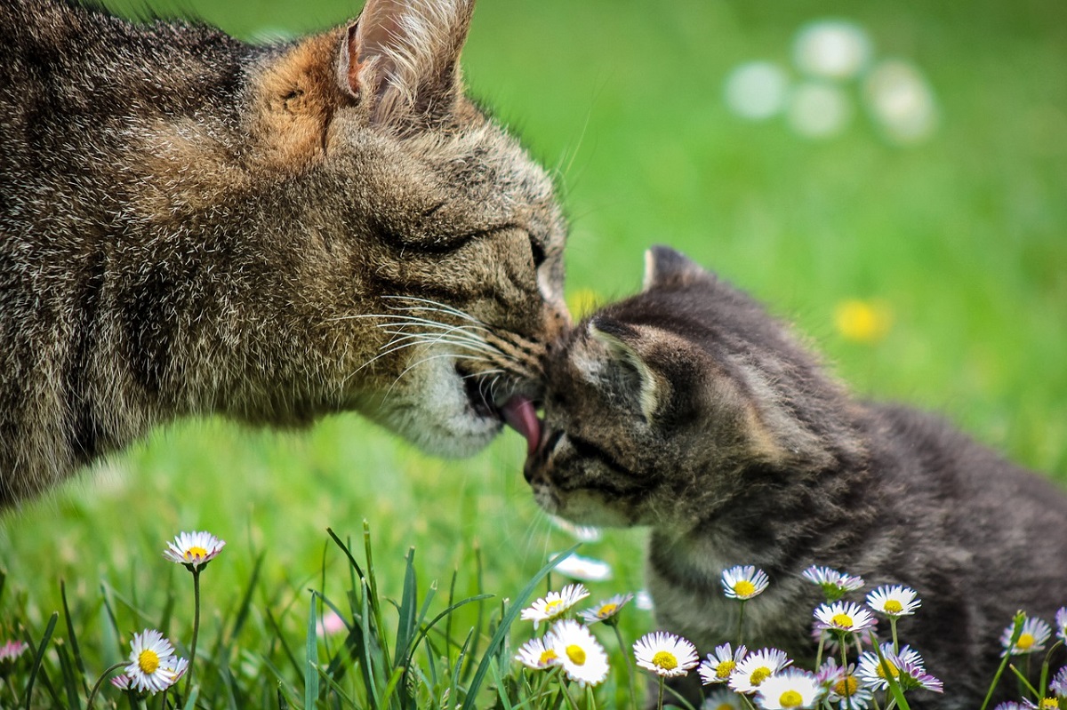 gatta lecca muso di un gattino