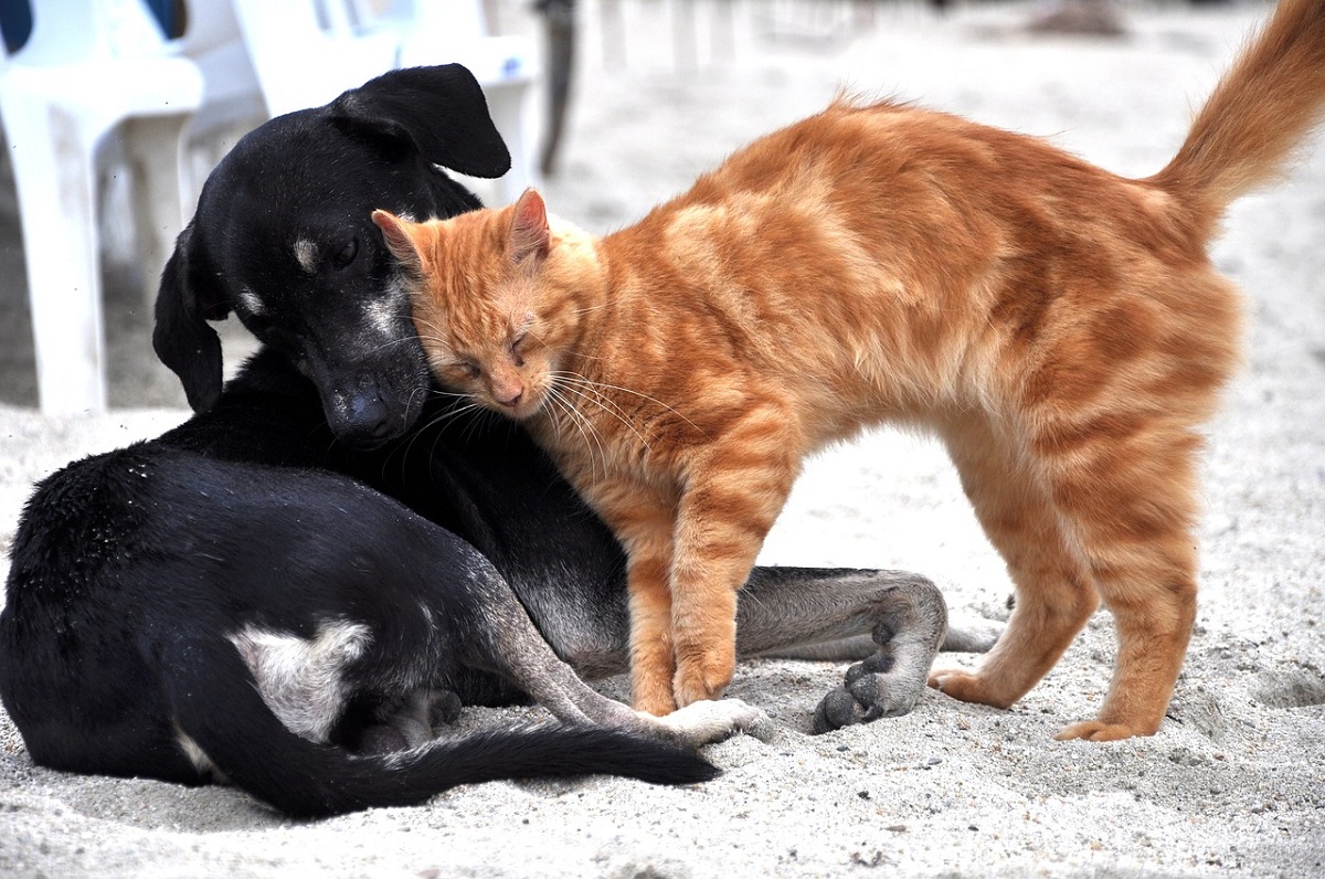 gatto e cane in spiaggia