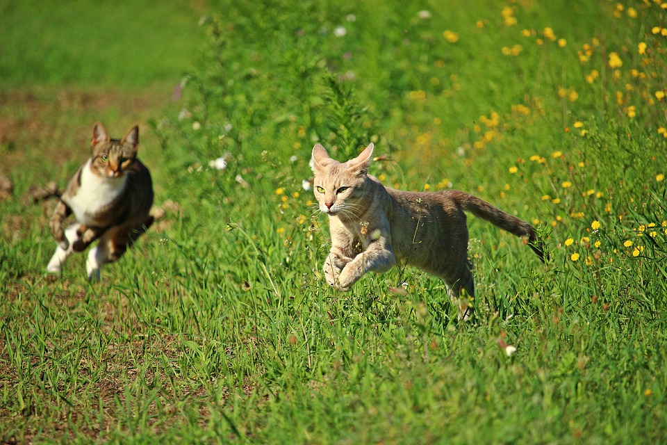 Gatti che corrono in un prato