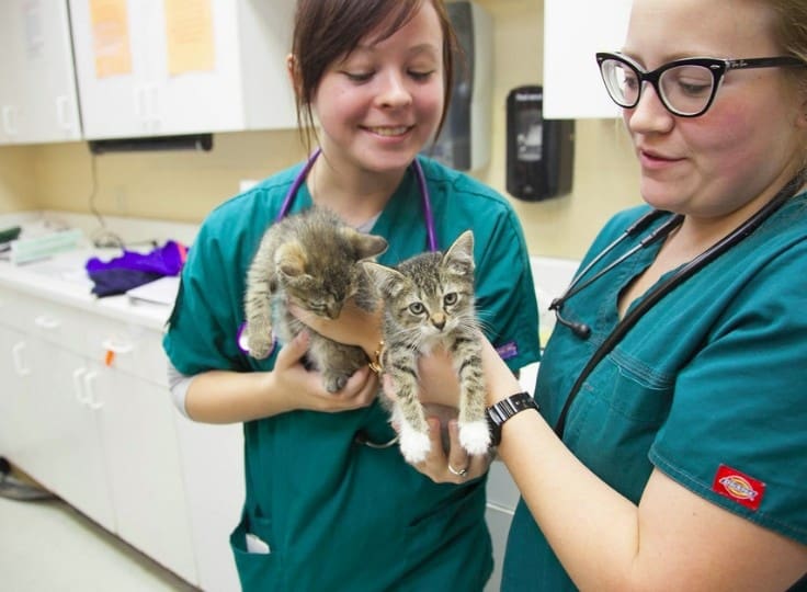 Gattini con due infermiere