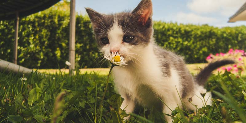 Gattino che annusa un fiore