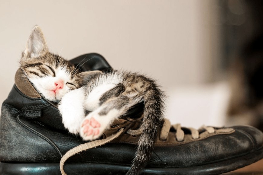 Gattino che dorme dentro ad una scarpa