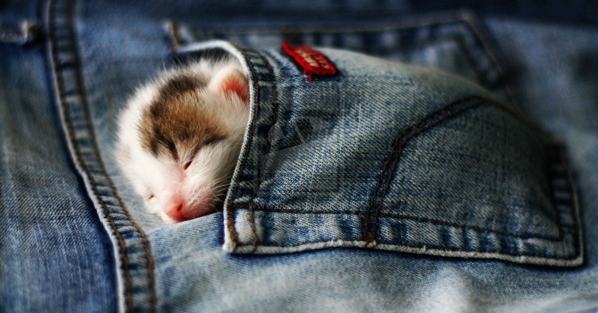 Gattino dentro ad un paio di jeans