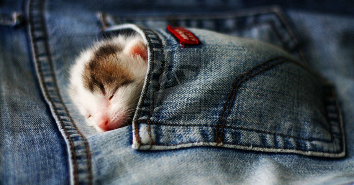 Jeans che attirano i gatti: l’incredibile prodotto che arriva dal Giappone