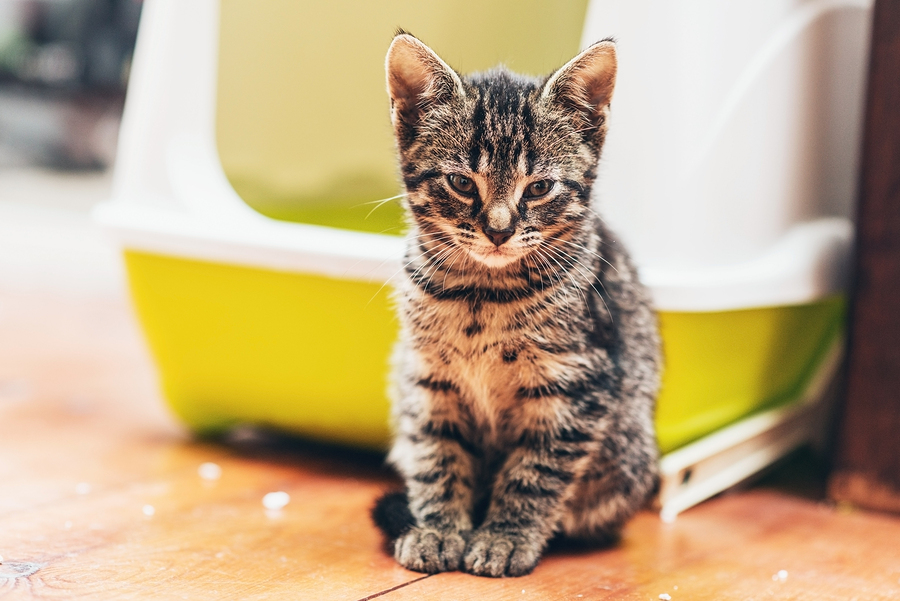 Gatto seduto davanti ad una lettiera