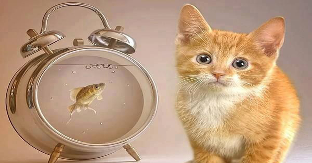 I gatti hanno la percezione del tempo?